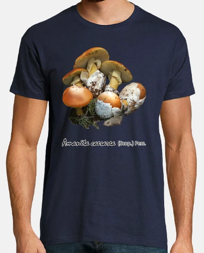 H Amanita caesarea