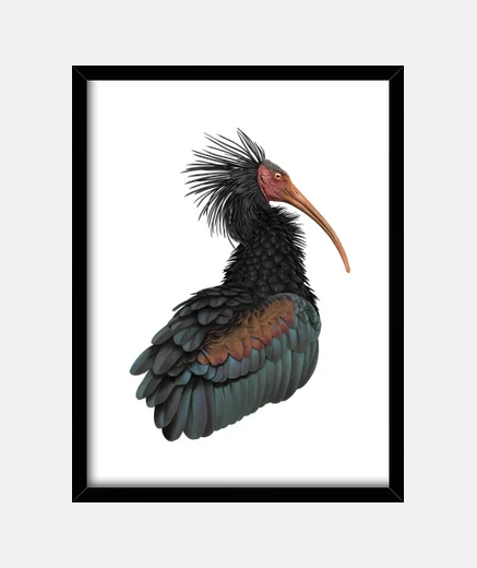 Framed ibis eremita