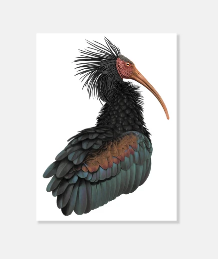 Tableau ibis eremita