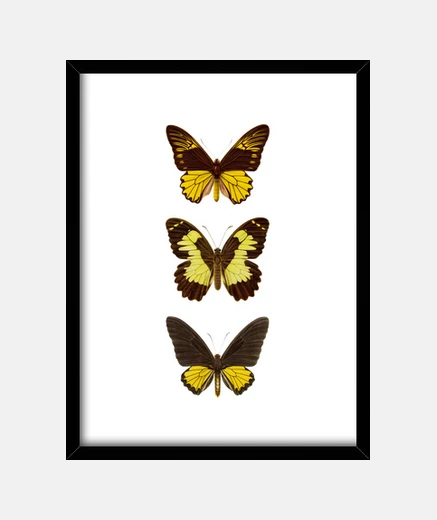Framed iii butterflies