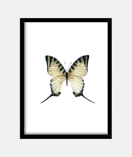 Lámina enmarcad Mariposa Graphium Antiphates