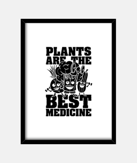le piante sono il miglior veganismo sen