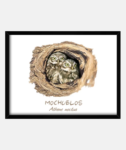 Framed little owls