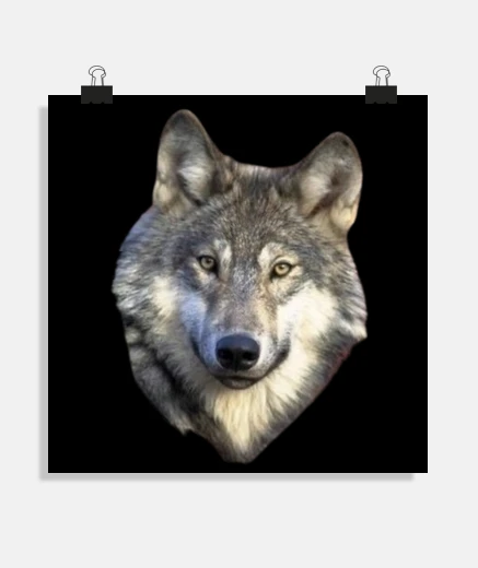 Poster Loup réaliste photo image posters bureau salon stand boutique affiches 