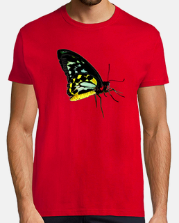 Mariposa Ornithoptera Euphorion