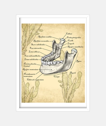 Quadro mascella mascellare - illustrazione di anatomia umana - immagine