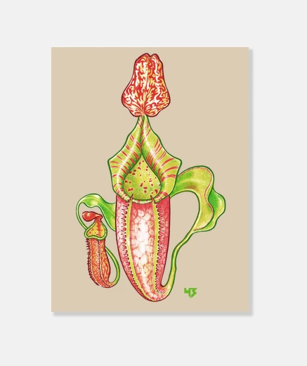 Stampa Nepenthes