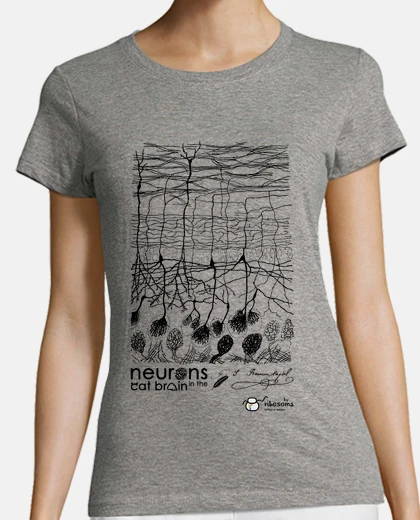 Playera Neurons in the cat brain