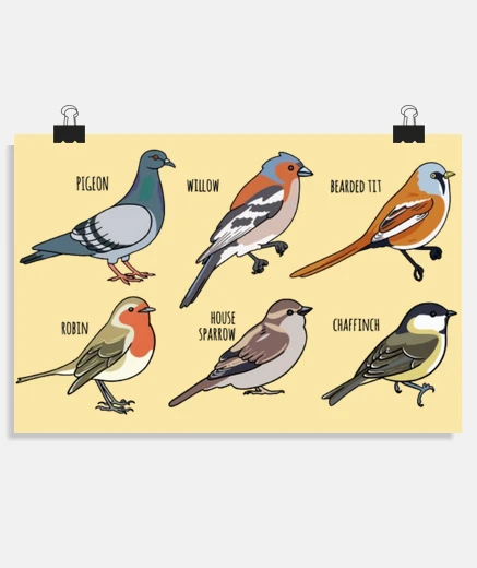 Poster oiseaux rouge -gorge pigeon mesange affiche classe ecole chambre salon poster 