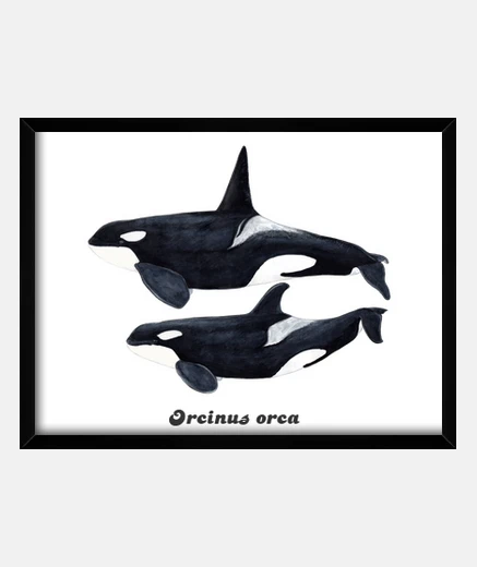 Framed orca duo (orcinus orca) frame