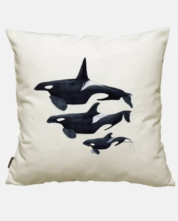 Orca (Orcinus orca)