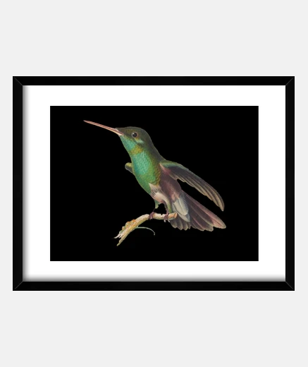 Quadro ornitologo uccello colibrì