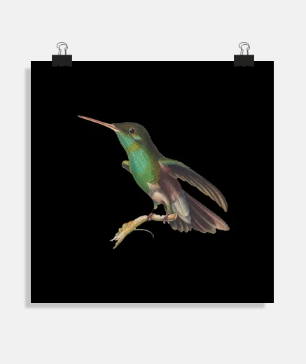 Poster ornitologo uccello colibrì