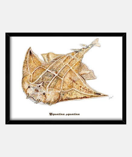 Quadro pesci angelo, angelo immagine squalo