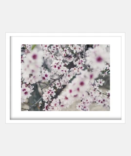 Pink almond tree