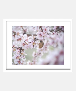 Pink almond tree