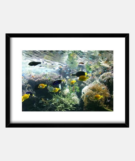 Cadre Poissons marins