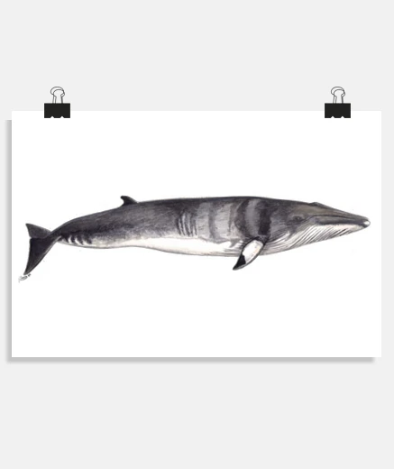 Poster poster di balenottera minore