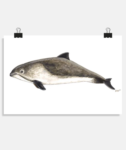 Poster poster harbor porpoise phocoena phocoena poster
