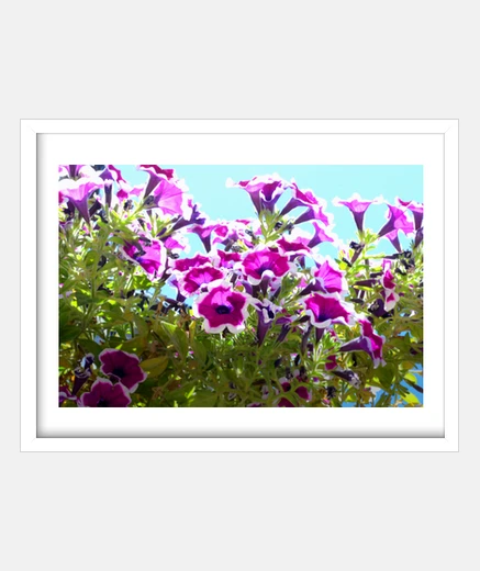 Framed purple flowers