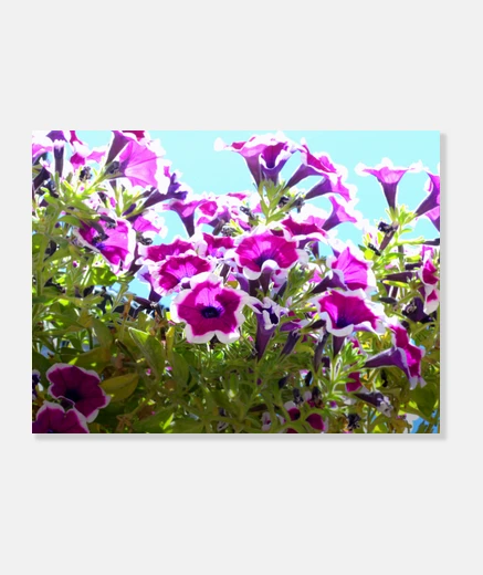 Wall purple flowers