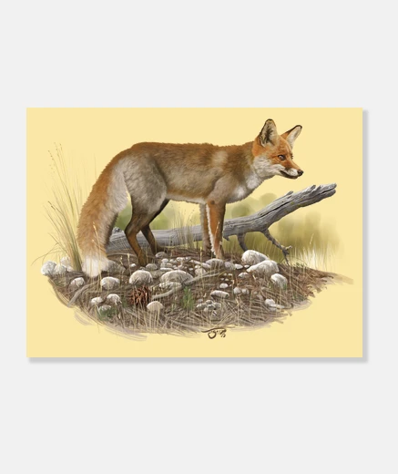 Tableau renard commun