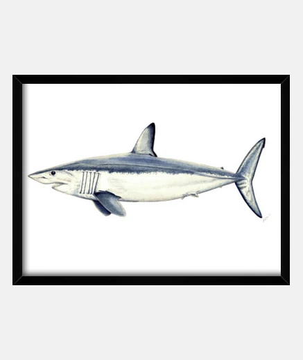 Cadre requin taupe - photo avec cadre horizontal 4: 3 (40 x 30 cm)