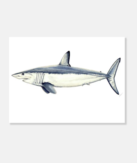 Tableau requin taupe - toile de paysage 4: 3 - (40 x 30 cm)