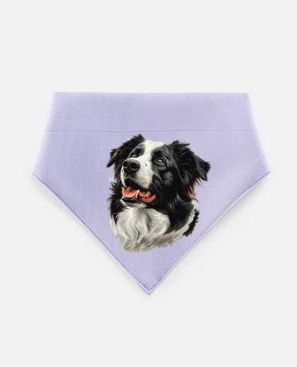 Mascotas ritratto con pedigree del border collie