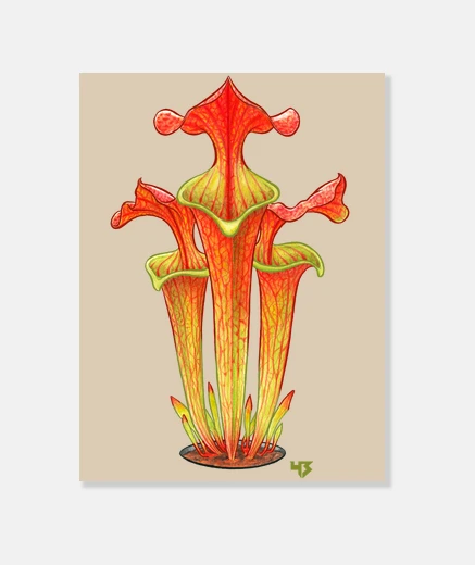 Stampa Sarracenia
