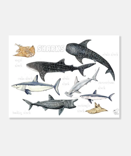 Wall sharks of the world canvas