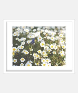 Spring flowers