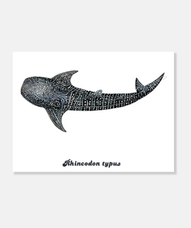 squalo balena per sub tela