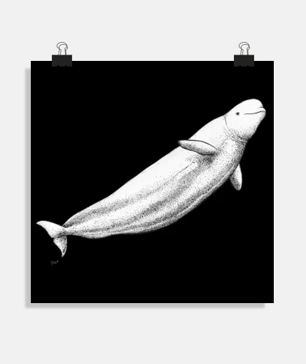 Poster square poster beluga white whale