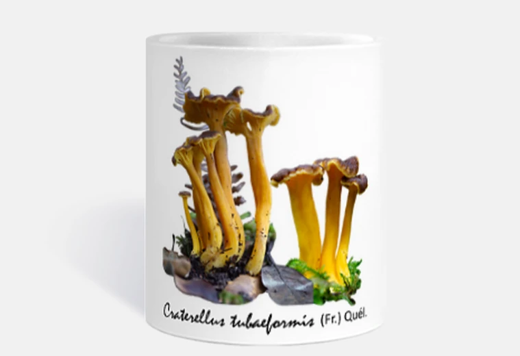 T Craterellus tubaeformis