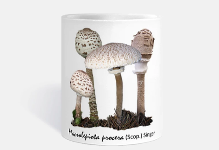 T Macrolepiota procera