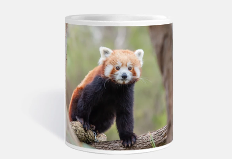 Tazza tazza in ceramica, giovane panda cina , bebè cinese, zoo