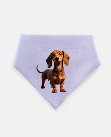 Mascotas teckel trop mignon Dachshund fun dressage 