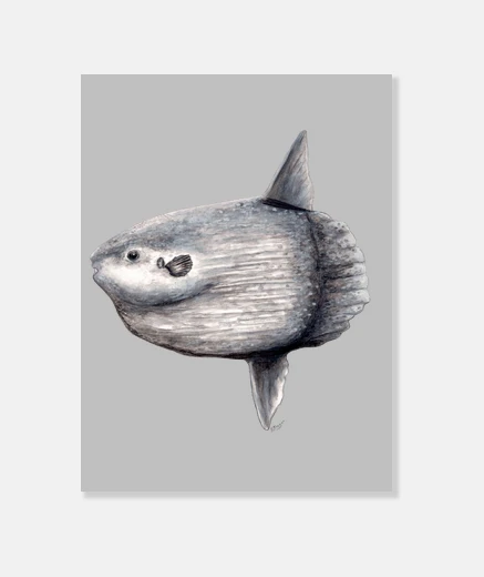 Stampa tela sunfish (mola mola)