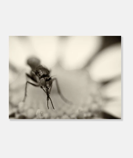 Lienzo The Fly