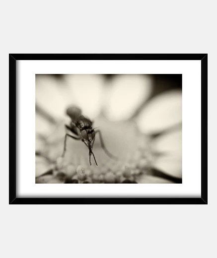 Framed the fly