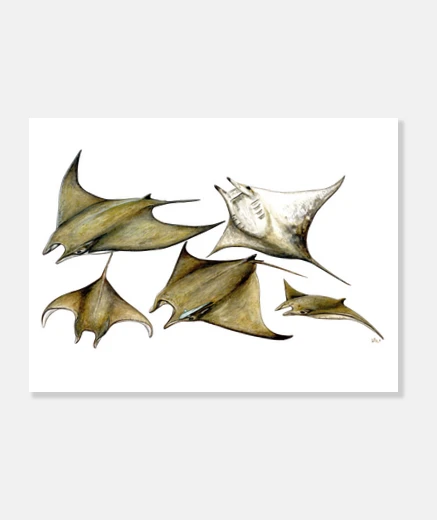 Tableau toile rayons manta (tarapacana de mobula)