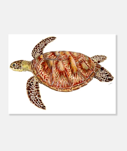 Tableau toile tortue verte horizontale 4: 3 - (40 x 30 cm)