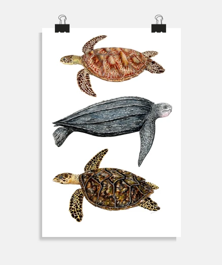 Poster tortue de mer affiche de tortue verte, tortue luth et tortue imbriquée