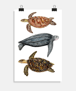 Póster Tortugas marinas tortuga verde, laúd y carey poster