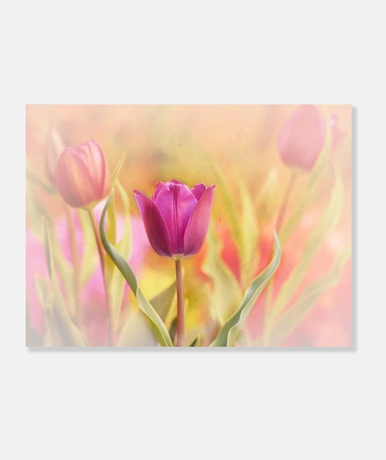 Wall tulip