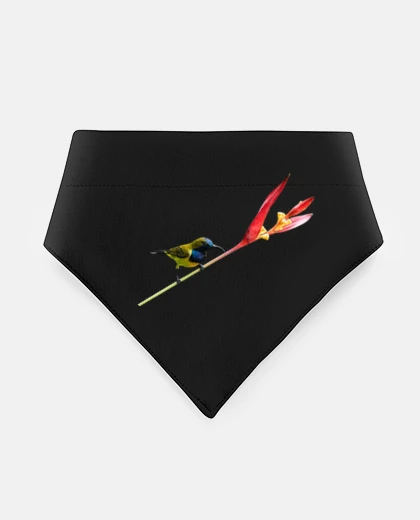 Mascotas uccello del paradiso su strelitzia