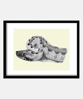 Vipera latastei