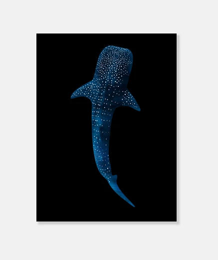 Wall whale shark - nodeco clothing and accessories for divers