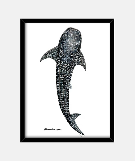 Quadro whale shark tela